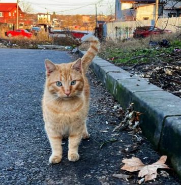 Primăria Capitalei, prin ASPA, va steriliza gratuit 6.000 de pisici de rasă comună, cu și fără deținător