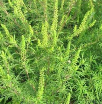 Poliția Locală Sector 2, apel la cetățeni să scape de ambrozie de pe terenurile lor