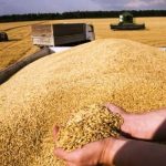 Scandal cereale Ucraina.