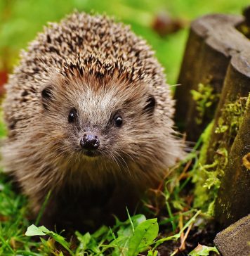 Ce trebuie să facem dacă găsim un arici! Fundaţia Visul Luanei: Nu trebuie relocaţi sau ţinuţi în captivitate / Nu trebuie hrăniţi cu lapte, deoarece prezintă intoleranţă la lactoză