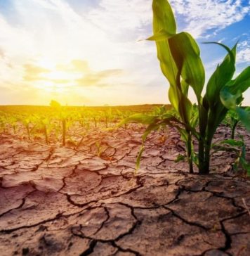 Ministrul Agriculturii: În luna martie a anului viitor vor începe lucrările la încă 35 de kilometri din Canalul Siret-Bărăgan