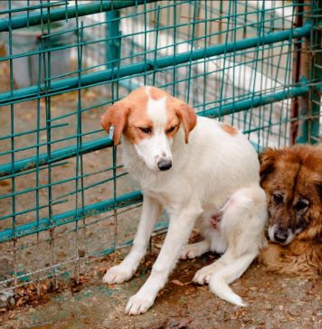 Rețea care înmulțea câinii pe bandă rulantă, ilegal, în Ilfov. Protecția Animalelor a făcut mai multe percheziții la adrese din Măgurele