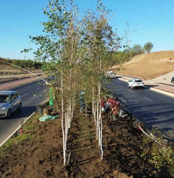 Primăria Sectorului 3 împădurește noul bulevard Iuliu Hațieganu!