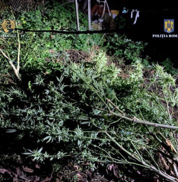 Video/ Poliţiştii timişoreni au descoperit aproape 10 kilograme de canabis