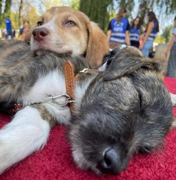 Târgul de adopții pentru căței organizat în cadrul Festivalului Riseup Student Fest continuă și duminică