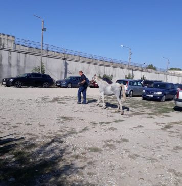 Un cal foarte slab, abandonat lângă Penitenciarul Rahova, a fost preluat de ASPA Bucureşti/ Stăpânul ar putea primi o amendă de până la 12.000 de lei