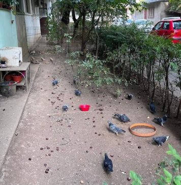 Primăria Sectorului 6: Nu mai hrăniţi porumbeii!