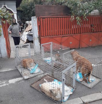 Zece câini nesterilizaţi şi nemicrocipaţi, găsiţi într-o gospodărie din Sectorul 4. Val de sesizări la ASPA