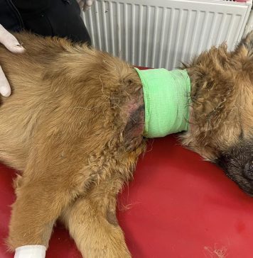 FOTO/ Câine cu rană profundă în zona gâtului, salvat de ASPA București de pe o stradă din Sectorul 5