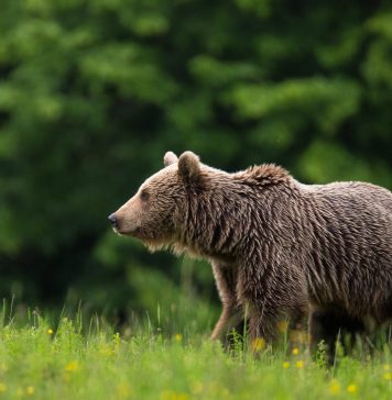 Urșii sunt o problemă de nerezolvat în România: „Noul proiect dă undă verde străinilor să reia vânătoarea pentru trofee în țara noastră”
