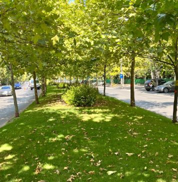 Primăria Sectorului 3 acuză Primăria Capitalei că a defrișat copaci pentru a face lucrări la rețeaua de termoficare