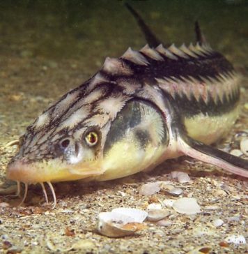 România va monitoriza și interpreta cu inteligența artificială mișcarea sturionilor pe Dunăre