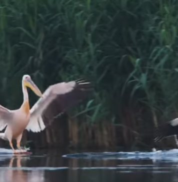 VIDEO / Cum arată primul videoclip realizat de Charlie Ottley care va promova România la BBC