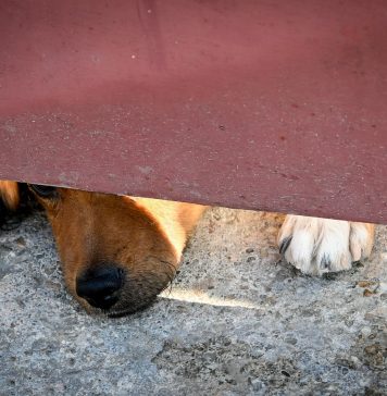 1.600 de căței cu stăpân de pe raza Sectorului 6 vor fi sterilizați și microcipați gratuit, în perioada următoare