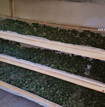 Cultură de canabis de 4000 de metri pătrați descoperită de polițiști