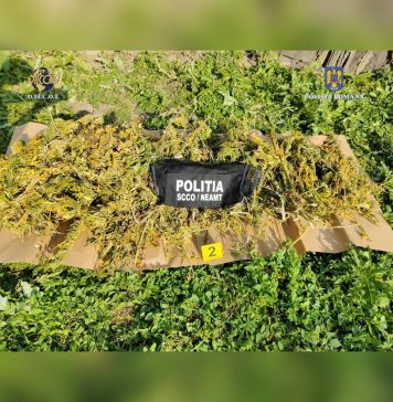 VIDEO Peste o tonă de canabis descoperită în urma unei anchete