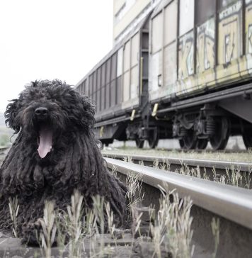 Cum pleci în vacanță cu animalele de companie? Regulile CFR Călători pentru a-ți lua prietenul necuvântător cu tine