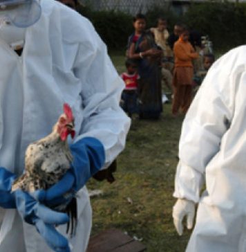 Gripa aviară revine în România și Bulgaria, sute de păsări au murit în țara noastră