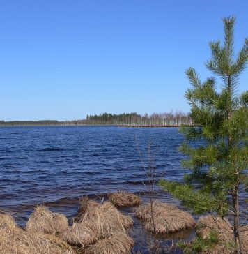 O altă dronă a căzut în România în zona Plauru. MApN anunță „descoperirea unui crater de dronă”