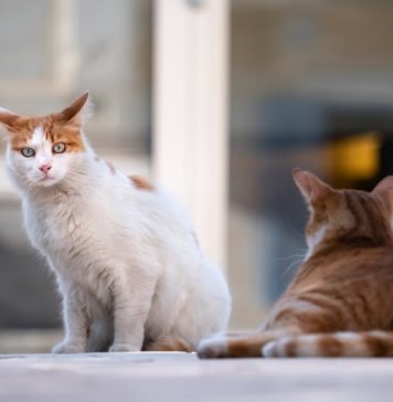 Sute de pisici s-au întrecut într-un concurs de frumusețe în București. Care au fost cele mai apreciate feline