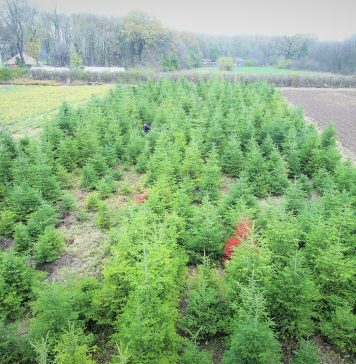 Silvicultorii anunţă un protest în faţa sediului Guvernului, în 16 noiembrie