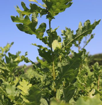 Romsilva oferă gratuit 600.000 de puieţi forestieri voluntarilor implicaţi în acţiuni de împăduriri