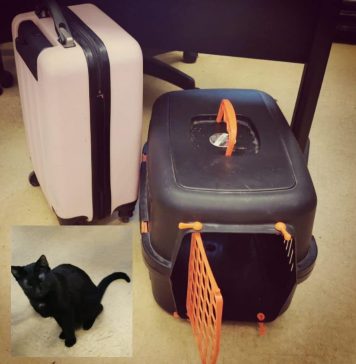 Poliția Capitalei caută proprietarul unei pisici și a unui troler