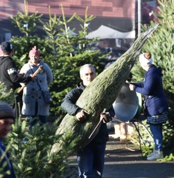 Primăria Sectorului 6, licitație publică cu strigare pentru închirierea spațiilor de vânzare a brazilor de Crăciun