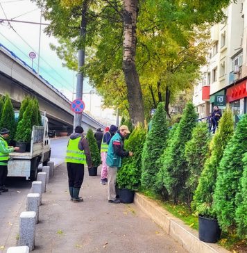 În Sectorul 4 se plantează tuia în grădinile blocurilor și spațiile publice