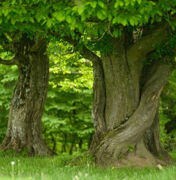 Centura verde a Capitalei a primit raport de adoptare de la Comisia de Mediu din Camera Deputaților