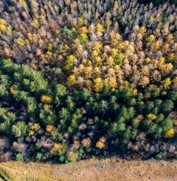 Silvicultorii anunţă un protest în faţa sediului Guvernului, în 16 noiembrie, nemulţumiţi de noua lege a pensiilor