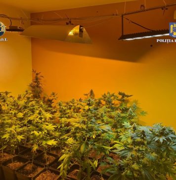 Poliţiştii antidrog Ilfov au descoperit peste 100 de plante de canabis