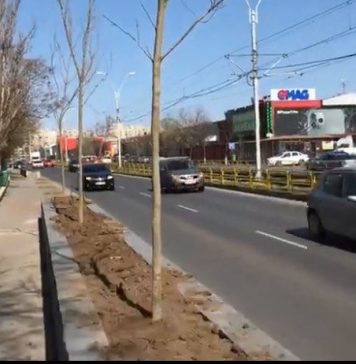 Sectorul 1 se înverzește înainte de iarnă, peste 1500 de arbori plantați săptămâna trecută