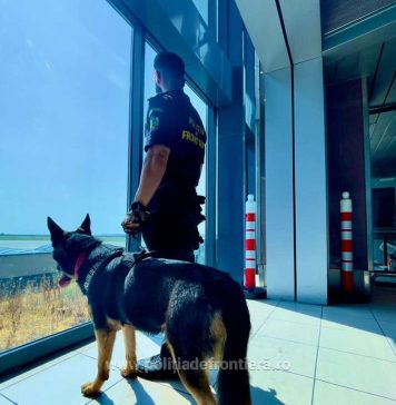 Țigări de contrabandă descoperite pe Aeroportul Internațional Henri Coandă cu ajutorul câinelui Ebasa