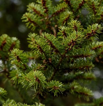 Sezamo livrează brazi naturali de Crăciun