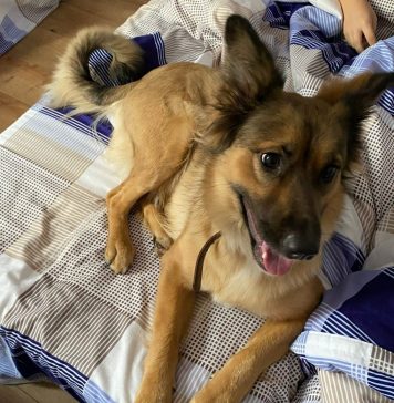 Petardele pot provoca fobii și moartea animalelor de companie, avertizează medicii veterinari