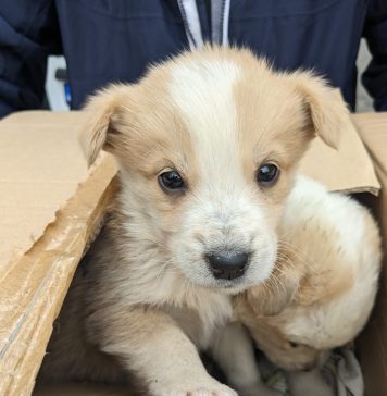 Doi căţei, abandonaţi într-o cutie de carton în zona unui parc din Bucureşti, preluați de ASPA