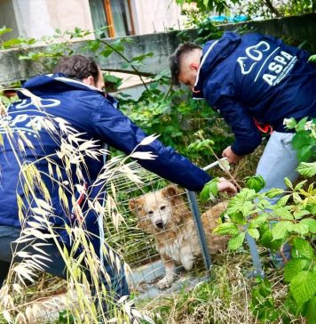 Peste 2.000 de câini fără stăpân au fost ridicați de pe străzile Capitalei în 2023