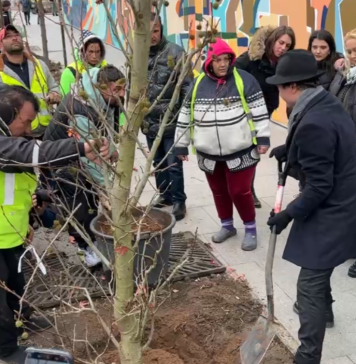 VIDEO/ Primăria Capitalei va planta 280 de copaci, anunță Nicușor Dan: ”Sunt arbori adaptaţi la poluarea din Bucureşti”
