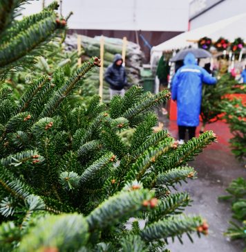 50 de lei, cel mai ieftin brad de Crăciun, în Sectorul 6. De unde se poate cumpăra