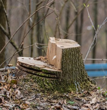 Dezastru în pădurile din Ilfov: sute de arbori tăiați, descoperiți în minivacanța de 1 Decembrie