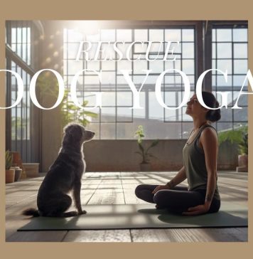 Activitate inedită în Ilfov pentru a promova adopția animalelor. Clasă de yoga alături de câini salvați