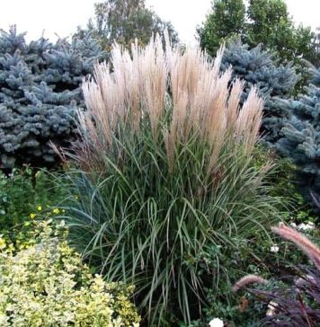 După Iarba de Pampas, Primăria Sectorului 6 va planta și Iarba Elefantului