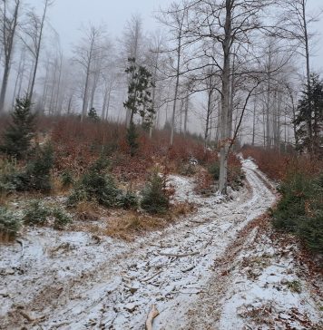 Romsilva a înfiinţat 55 de trasee educative la nivelul direcţiilor silvice judeţene