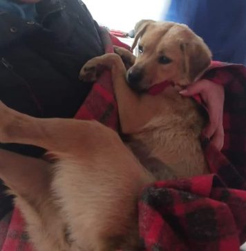 ASPA București reia campania de microcipări și sterilizări gratuite a câinilor de rasă comună, cu deținător