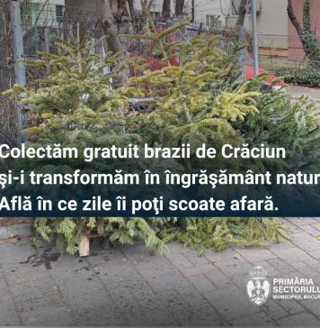 Colectarea gratuită a brazilor de Crăciun în Sectorul 2 începe sâmbătă