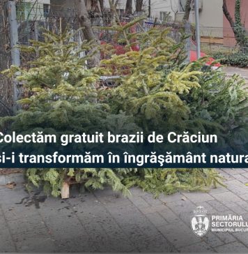 Primăria Sectorului 2 adună și în acest weekend brazii de Crăciun