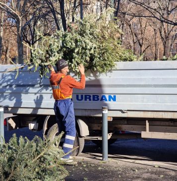 Urban din Sectorul 6 colectează sâmbătă gratuit brazii de Crăciun