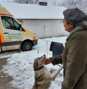 Campanie de sterilizări și microcipări gratuite pentru câinii de rasă comună, în weekendul 27-28 ianuarie