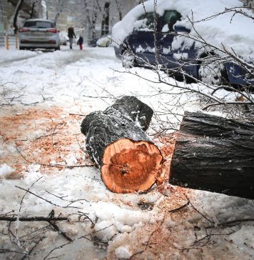 Poliţia Locală Bucureşti: 21 de maşini, avariate de copaci căzuţi. Lista străzilor cu mașini avariate!